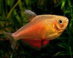 Gold Flame Tetras (ON HOLD)